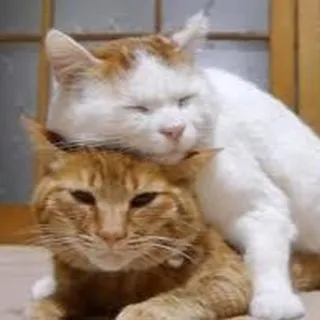 「介護疲れが経営を揺るがす──母と企業再建の話」